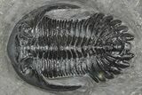 Detailed Hollardops Trilobite Fossil - Ofaten, Morocco #346541-2
